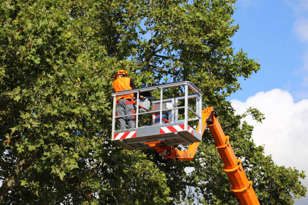 Best Tree Disease Treatment  in Masury, OH